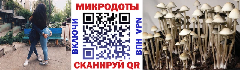 Псилоцибиновые грибы Cubensis  сайты даркнета клад  Малая Вишера  купить  сайты 
